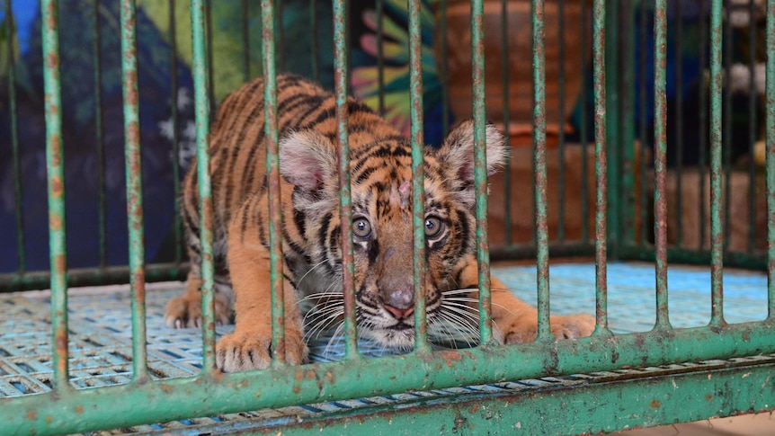 A tiger cub sits in a cage