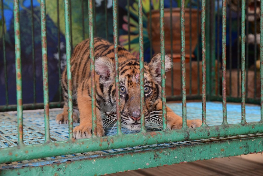 A tiger cub sits in a cage