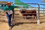 Two cattle in a pen with cattle agent  leaning against the fence taking bids