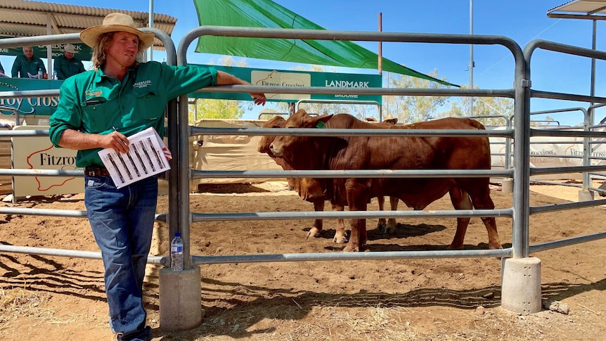 Two cattle in a pen with cattle agent  leaning against the fence taking bids