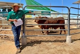 Two cattle in a pen with cattle agent  leaning against the fence taking bids
