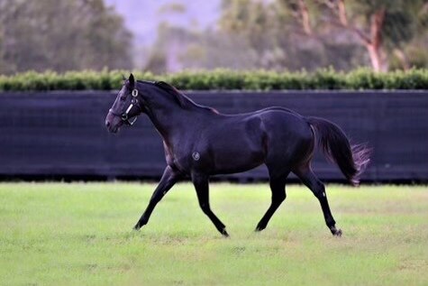 A dark coloured stallion trots through a green paddock