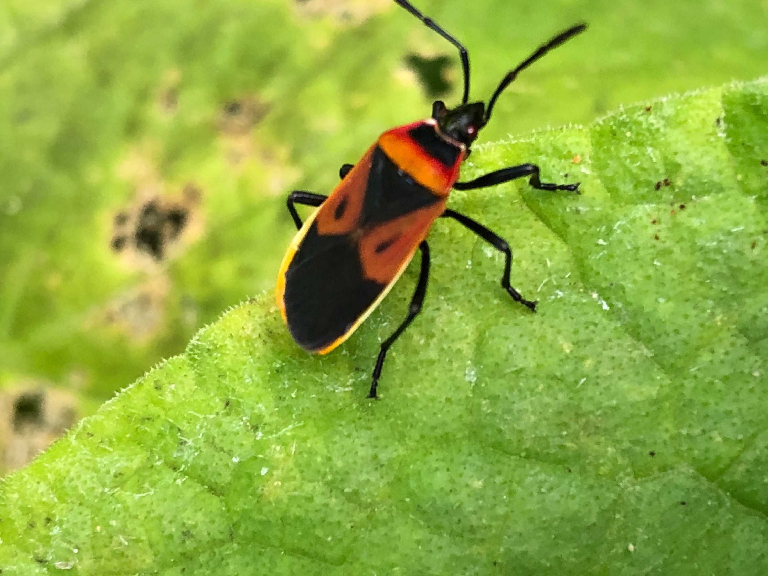 Gardening talkback: Help with harlequin beetles!