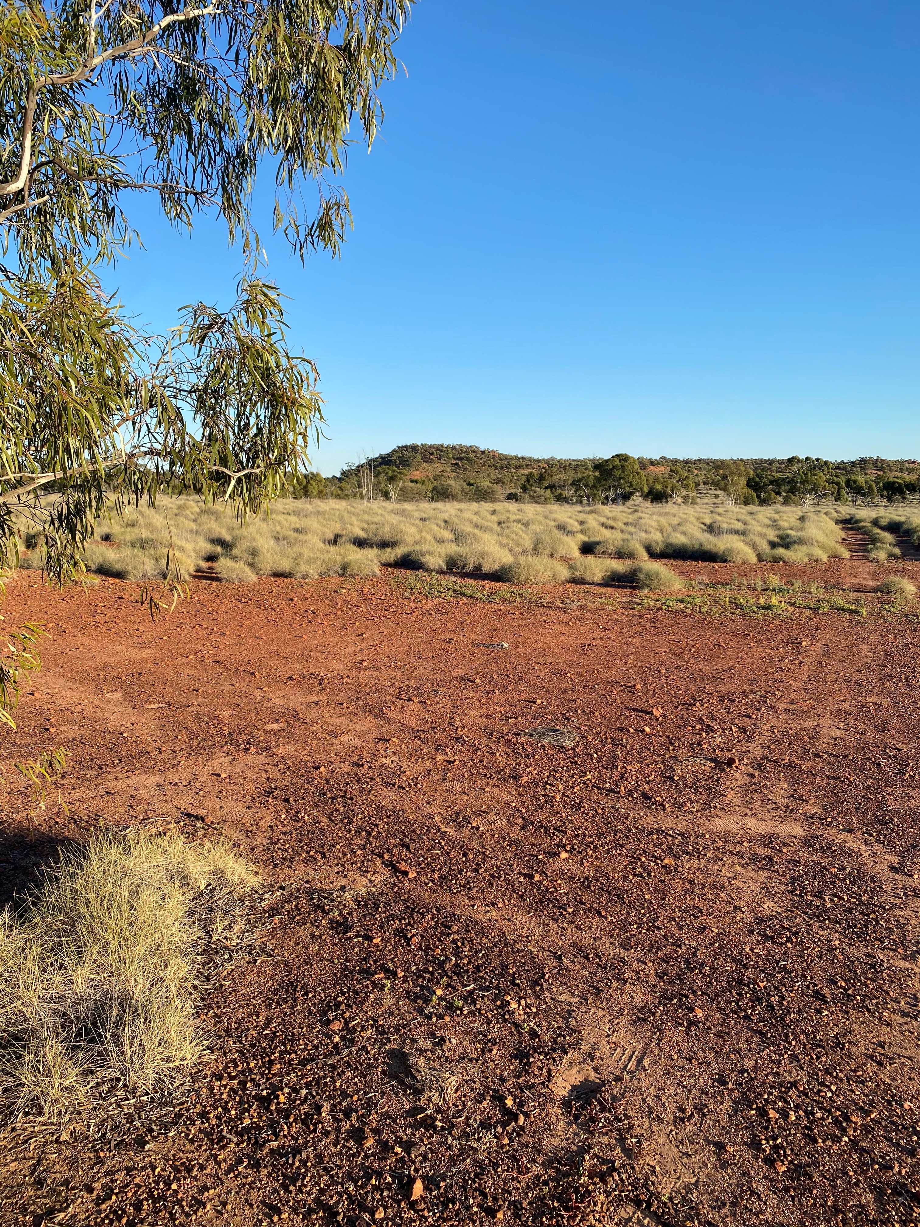 A tree and shrubs in a dusty outback area.