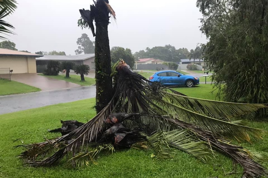 Tree ripped in half in North Queensland wild weather.