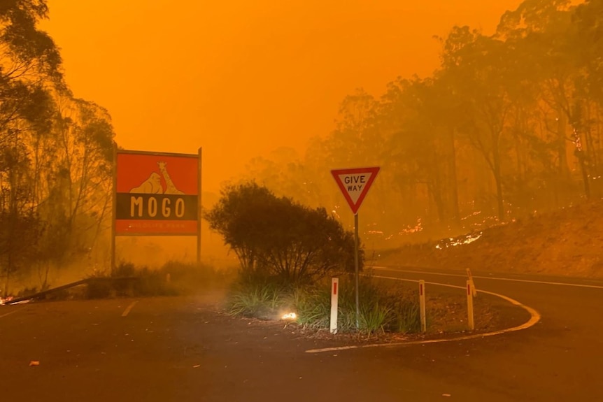 Mogo zoo sign in the foreground, with the trees nearby lapped by fire