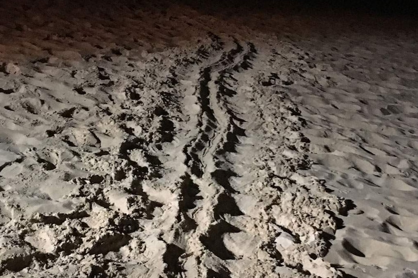 Turtle tracks in sand