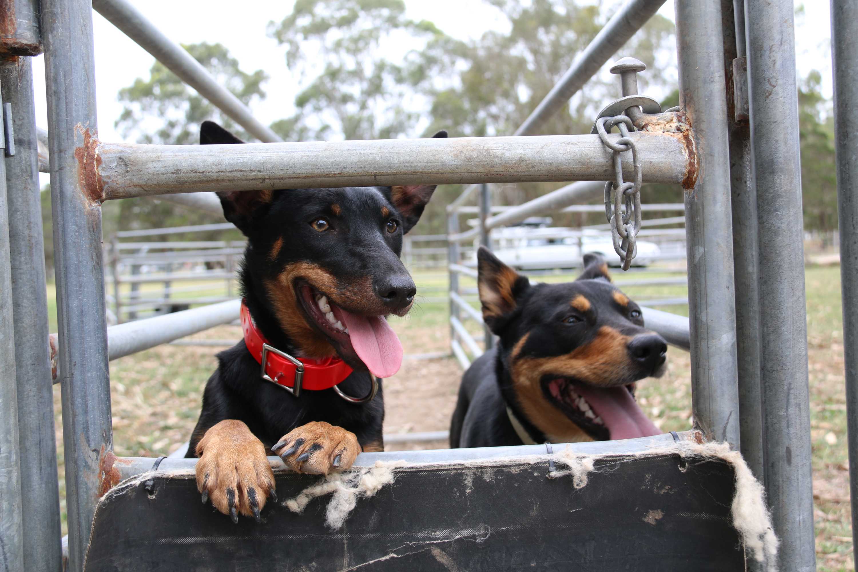 Blood bank for dogs set up to help pets through 'ruff times' - ABC listen