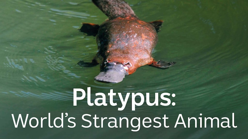 A Platypus floating on the surface of the water
