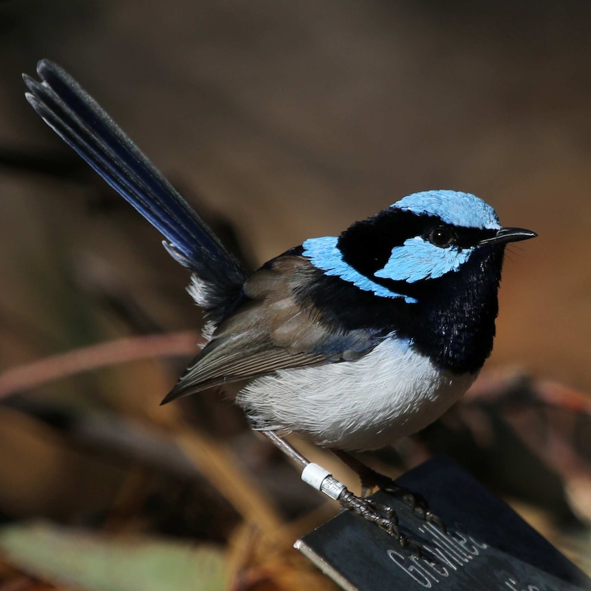 Male fairy-wren