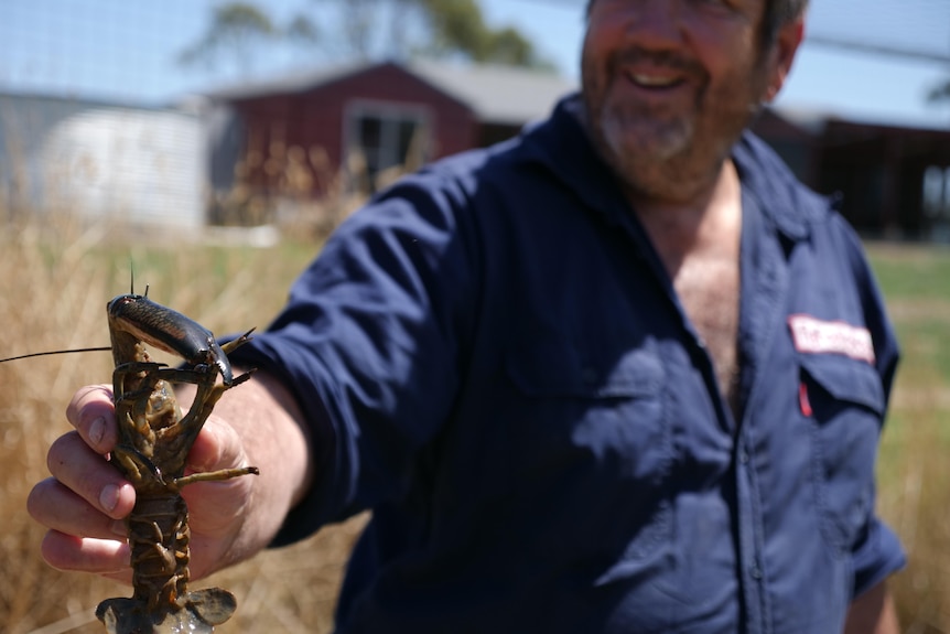 Un grand yabby tenu par Stephen Mueller