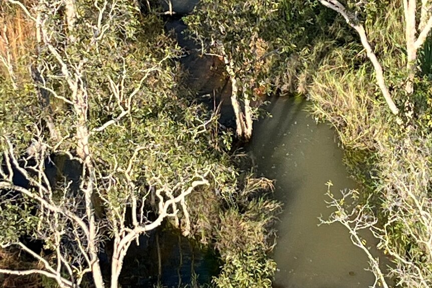 An aerial image of a creek with tall gum-like trees next to it.
