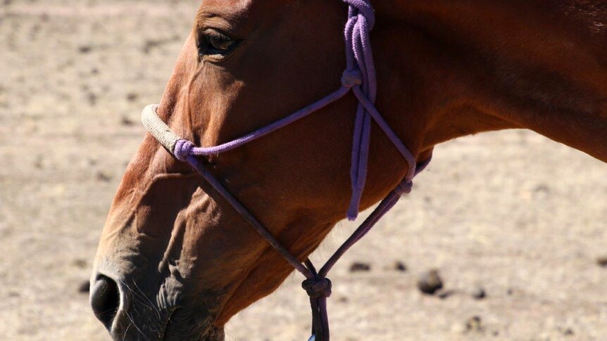 Close-up shot of rescued horse Mae-Lee at the Calan Horse Sanctuary