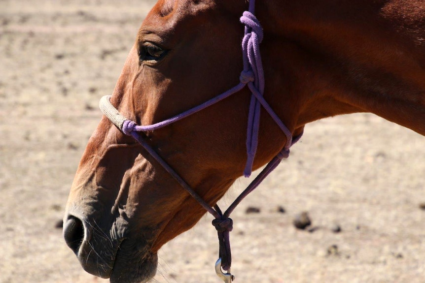Close-up shot of rescued horse Mae-Lee at the Calan Horse Sanctuary
