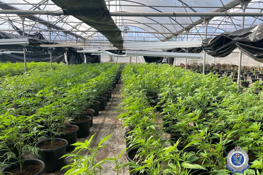 a large scale cannabis plantation seized by new south wales police
