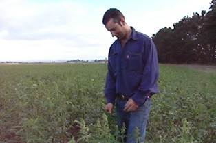 Hemp farmer, Nick Mills