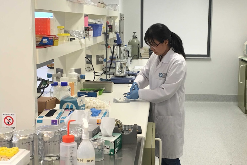 Researcher Dr Shuko Suzuki prepares silkworm cocoons to be broken down and made into cells.