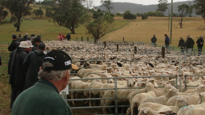 Rain across eastern Australia is creating an extremely dynamic 'grass' market for lambs