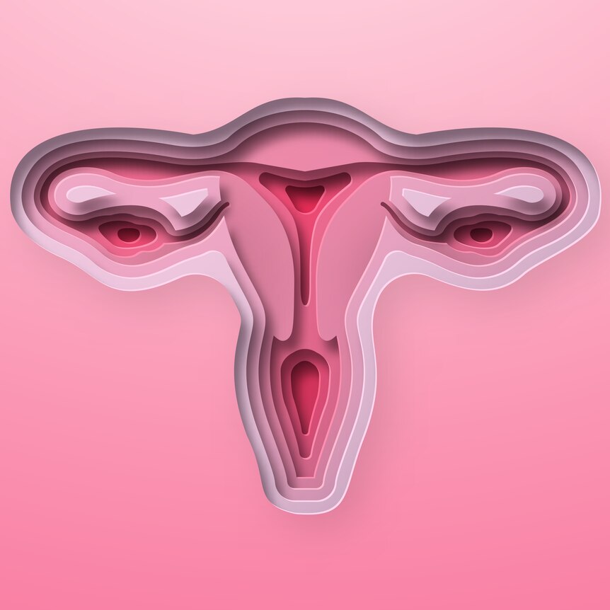 Pink digital artwork of a uterus. 