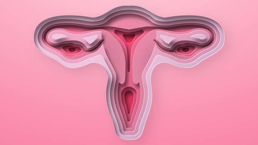 Pink digital artwork of a uterus. 