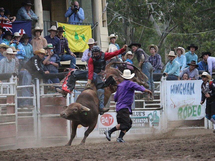 Cowboy wearing a red shirt, black vest and helmet hangs onto bull bucking in rodeo arena.