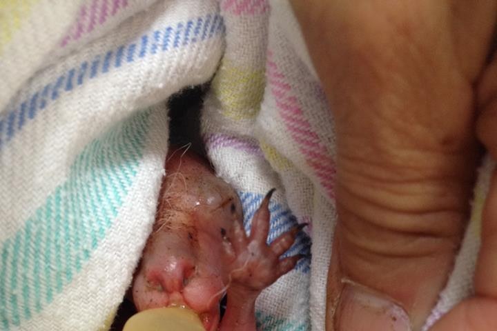 Kangaroo joey found at Bundoora