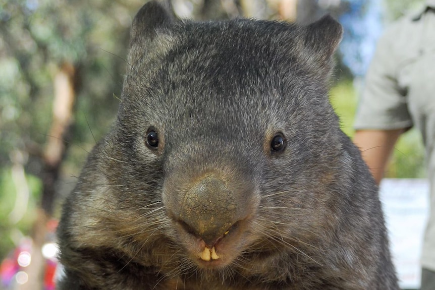 Wombat sitting up, staring directly at camera