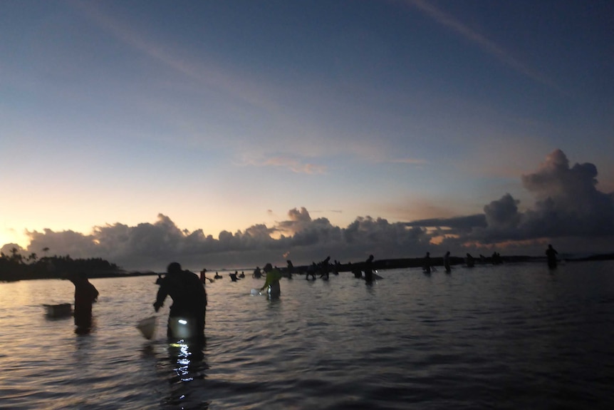 A wide photo shows people walking in shallow parts of the ocean with torches hunting for palolo.