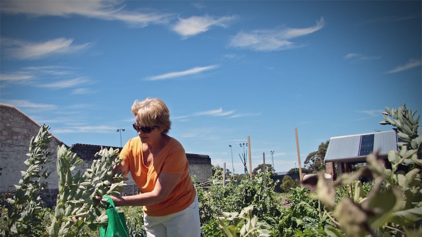 Picking broad beans in the Mount Gambier community garden