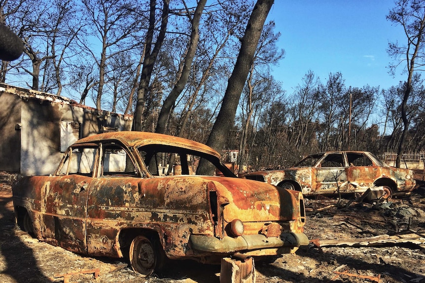 Burnt out vehicles among the ravaged forest.