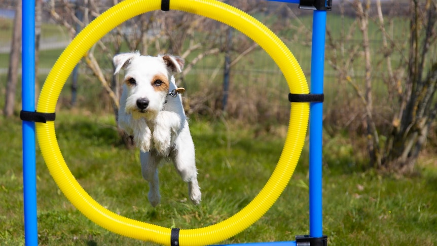 A small dog jumps through a circle on a dog agility course.