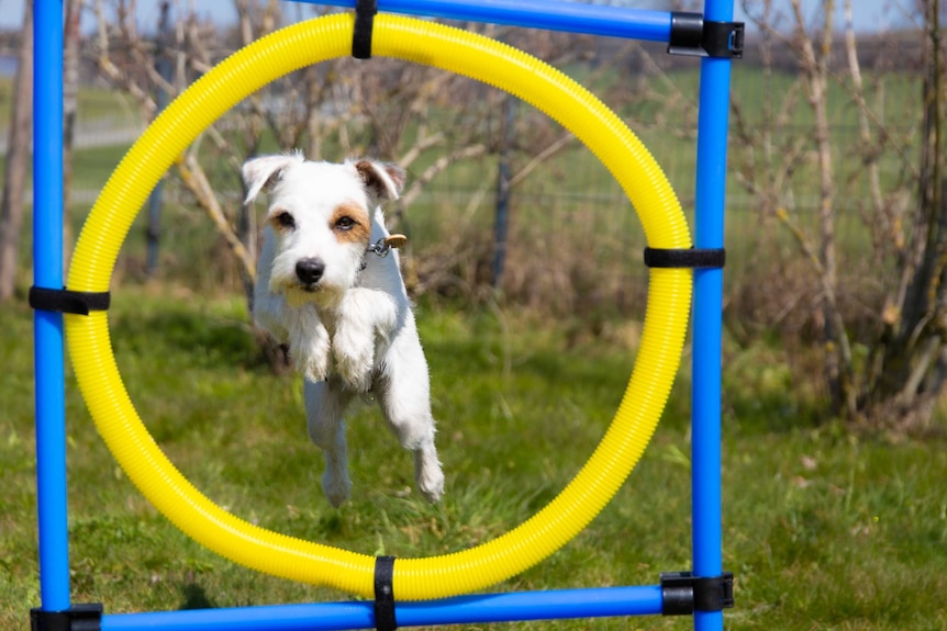 A small dog jumps through a circle on a dog agility course.