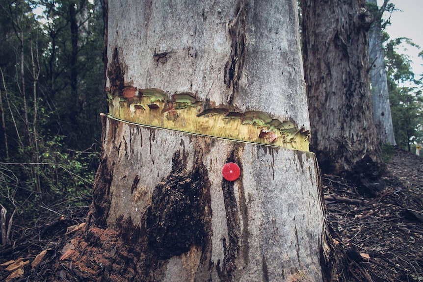 A tree in Walpole has been violently ringbarked with an axe.