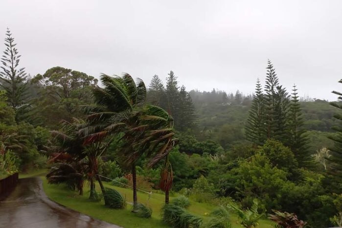 trees blow in the wind and heavy rain falls on norfolk island