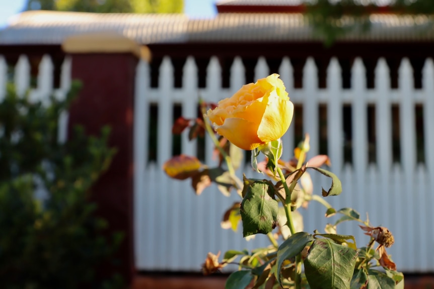 close up of a yellow rose in front ofa white fence 