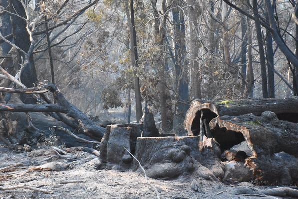 Damage from Lancefield bushfire