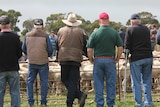 Sheep market