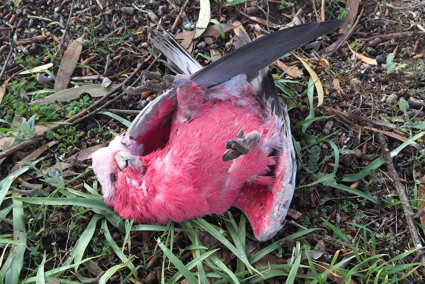 A bird lies dead on the ground in the town of Natimuk