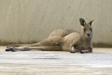 Kangaroo found in Melbourne Airport car park