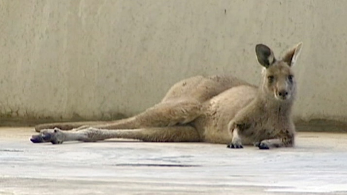 Kangaroo found in Melbourne Airport car park