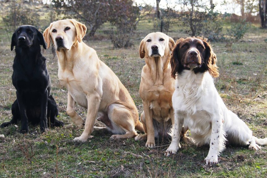 A black labrador, two yellow labs and a springer spaniel sit to attention in a paddock. 