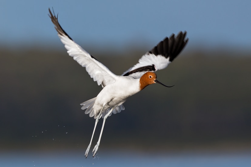 A black and white bird with dark orange head flying over water.