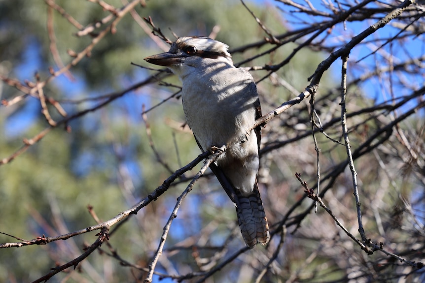 A kookaburra sitting on a twig on a tree.