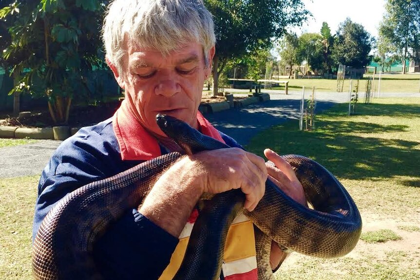 Curator of the Fraser Coast Wildlife Sanctuary, Ray Revill, holding up a black-headed python June 2016