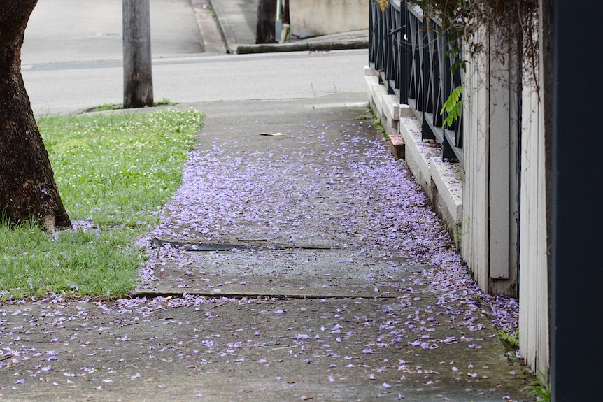 Footpath littered with fallen jacaranda flowers