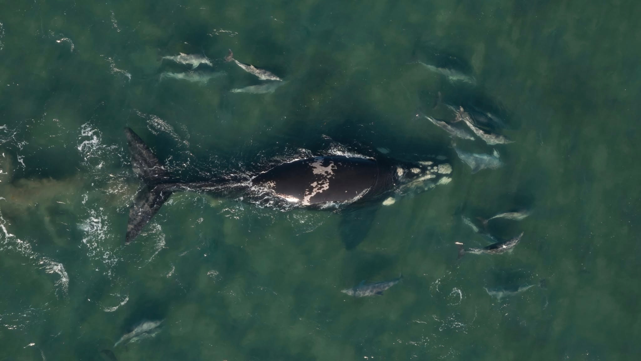 Relief for marine experts as whale helped out of shallow estuary