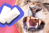 A lion shows off his glinting teeth with graphic overlay of two chewing gum to depict whether gum is good for teeth