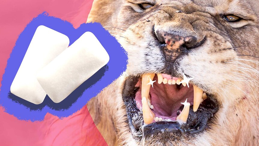 A lion shows off his glinting teeth with graphic overlay of two chewing gum to depict whether gum is good for teeth