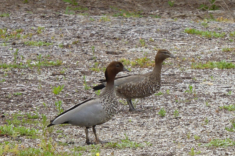 The Australian Wood Duck