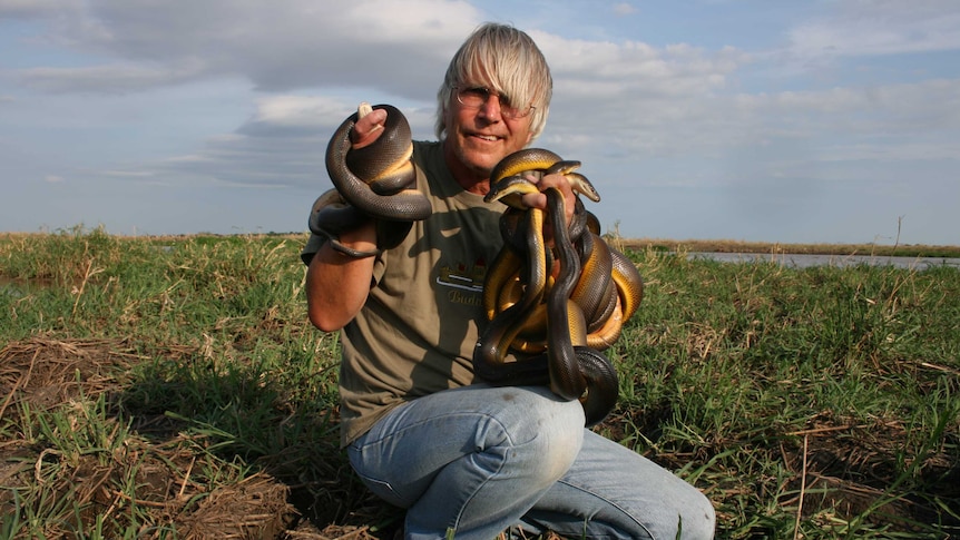 Professor Tom Madsen crouching on the Adelaide River floodplain clutching healthy water pythons